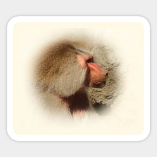 Baboon Sticker